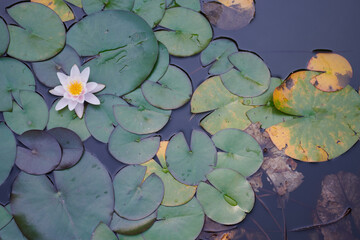 Nenufar, lilia wodna, grzybień biały