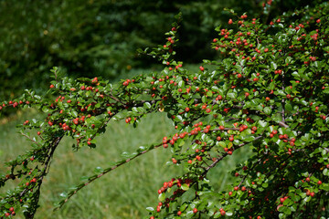 Irga pozioma, krzew mrozoodporny