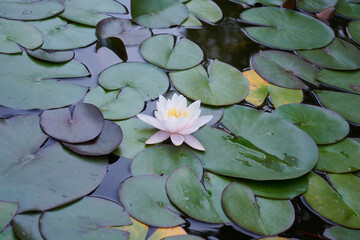 Nenufar, lilia wodna, grzybień biały