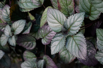 Hemigraphis alternata