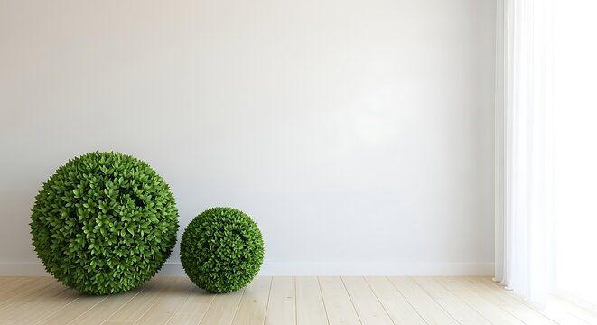 Two green spherical topi plants on light wood floor against white wall sphere ball