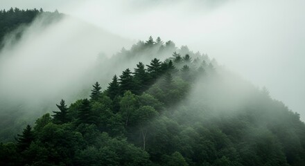 Ethereal Mountain Forest in Thick Fog