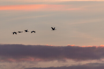 Fliegende Kraniche bei Sonnenaufgang am Bodden vor Zingst.