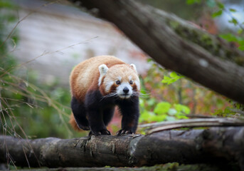 Red panda in tree, Munich zoo © Sarah