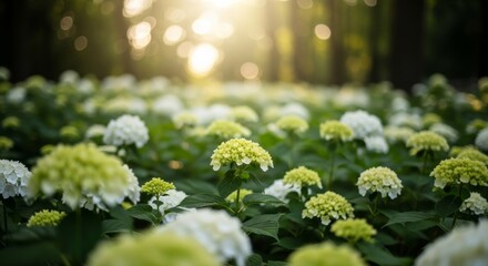Golden Hour Hydrangea Field with Sun Flare
