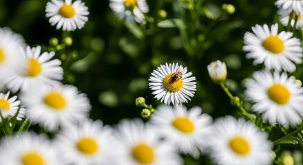Bee Collecting Pollen on White Daisy in Sunny Garden