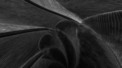 Fototapete Wohnzimmer black feather pigeon macro photo. texture or background  © Krzysztof Bubel