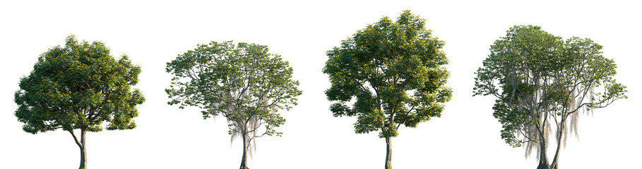 Set of 2 Fraxinus excelsior and 2 Fraxinus caroliniana frontal street trees isolated png on a transparent background perfectly cutout