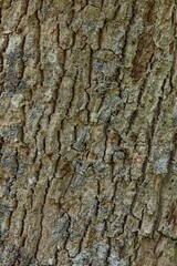 Closeup of rough tree bark texture background.