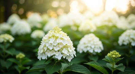 White Hydrangea Bloom in Sunny Garden