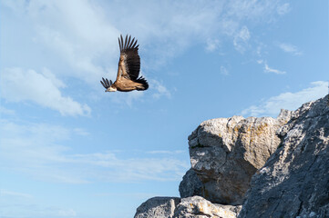 Griffon vulture taking off from rocky cliff under blue sky, Crete