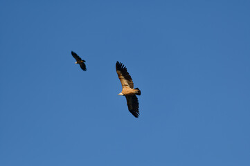 Griffon vultures soaring in clear blue sky, Crete