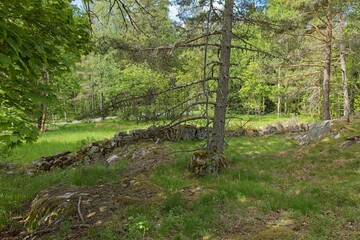 Landscape view of Heinästien meadow, is a traditional environment, where there were previously buildings and stone fences, in cloudy summer weather, Nikula, Espoo, Finland.