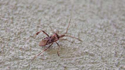 Coreidae