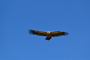 Obraz premium Griffon vulture soaring in clear blue sky