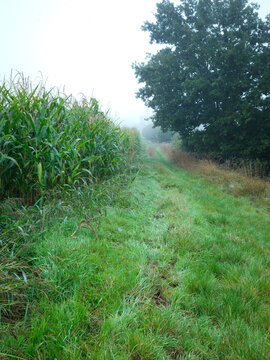Foggy Rural Path Between Cornfield and Large Tree in Morning Mist