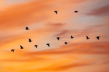 Fliegende Nonnengänse bei Sonnenaufgang am Bodden vor Zingst.