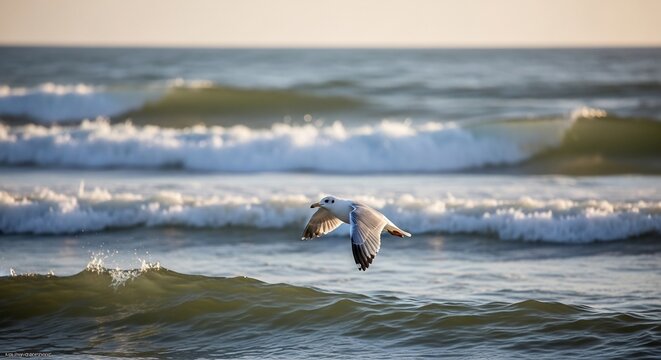 A seagull in flight over ocean waves