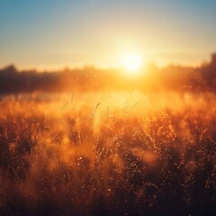 Warm golden sunlight illuminates dew-covered meadow grass blades during a vibrant, hazy sunrise over horizon line