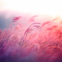 Soft focus closeup of tall grass plumes swaying gently in warm pink and purple sunset light creating an ethereal meadow scene.