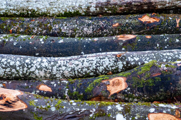 Détail de troncs empilés