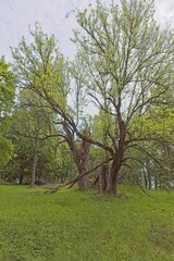 Landscape view of Heinästien meadow, is a traditional environment, in cloudy summer weather, Nikula, Espoo, Finland.