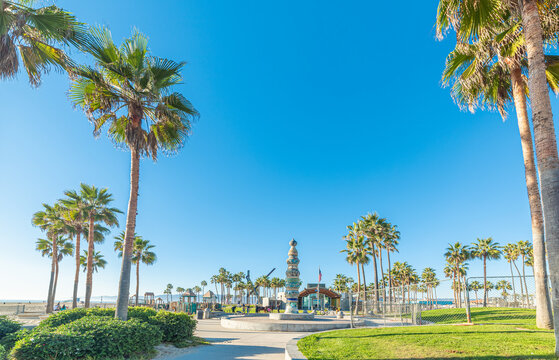 Palm trees in Venice Beach on a sunny day