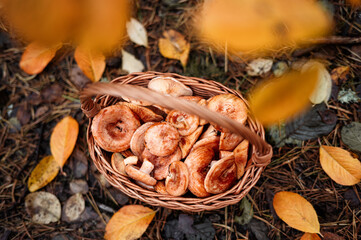 Wicker Basket Full of Lactarius Deliciosus Mushrooms in Forest