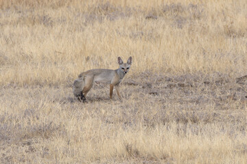 Indian fox in dry grassland at Bhigwan in Maharashtra, India