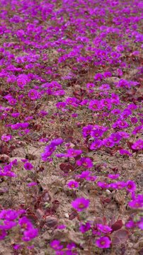 Purple wildflowers "Pata de Guanaco" or Guanaco's Paw flower of the atacama desert flowering during the desierto florido phenomenon in Vallenar