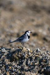 A White Wagtail stands poised on rocky ground, its black-and-white plumage striking against the muted, earthy backdrop.