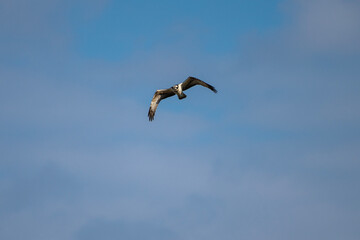 An osprey soars gracefully through a clear blue sky, its wings outstretched in a powerful display of flight.