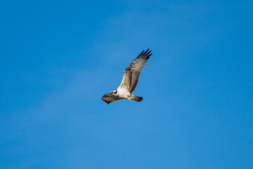 An osprey soars gracefully through a clear blue sky, its wings outstretched in a powerful display of flight.