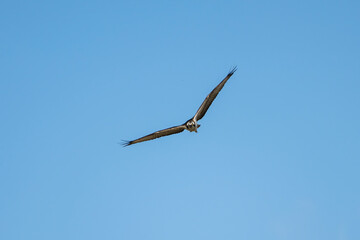 An osprey soars gracefully through a clear blue sky, its wings outstretched in a powerful display of flight.