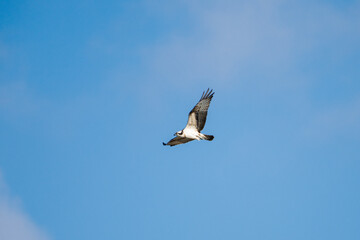 An osprey soars gracefully through a clear blue sky, its wings outstretched in a powerful display of flight.