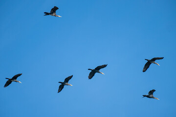 a flock of  birds soar diagonally across a clear blue sky, their wings outstretched in synchronized mid-flight.