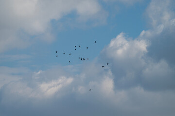 A flock of birds glides through a blue sky filled with soft, billowing clouds, capturing a peaceful moment in flight.