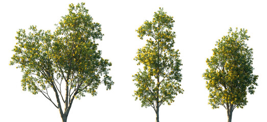 Set of 3 Xanthostemon chrysanthus (commonly known as golden penda) isolated png on a transparent background perfectly cutout