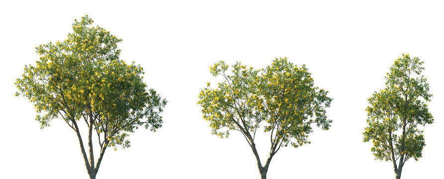 Set of 3 Xanthostemon chrysanthus (commonly known as golden penda) isolated png on a transparent background perfectly cutout