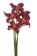 daylily flower isolated