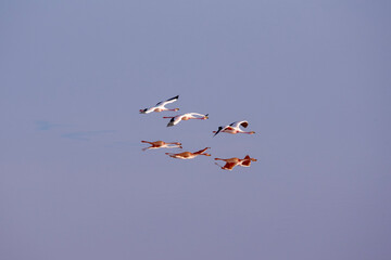 Three flamingoes flying above the laguna colorada