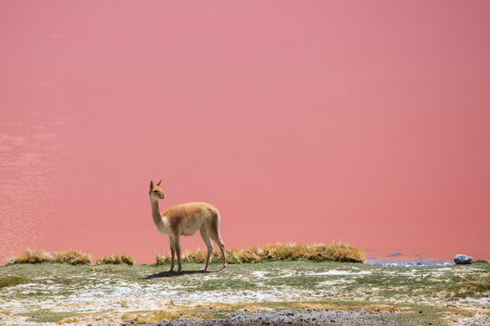 Vicunia in front of pink water of Laguna colorada