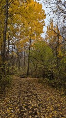 Path in the forest in Southern Quebec