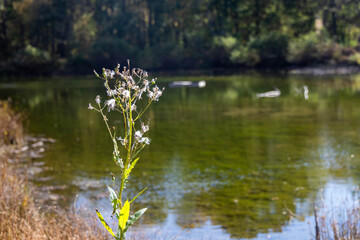 Photo of an American Burnwood Plant near a pond in Autumn