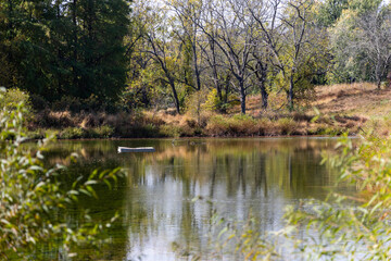 Photo of a Rural Pond in the fall with turning leaves with reflections on a sunny afternoon.
