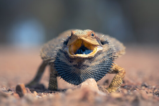 Close-up of an aggressive Eastern bearded dragon (Pogona barbata) with an mouth open, Australia