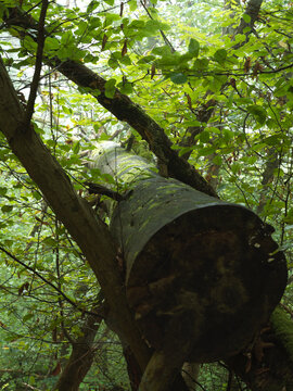 Mossy Forest Log Resting Across Branches in Lush Green Woodland