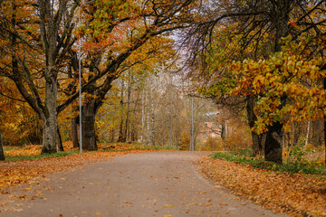 Naklejka premium Autumn pathway lined with vibrant trees showcasing colorful foliage, inviting strolls through nature's beauty and tranquility in a serene environment