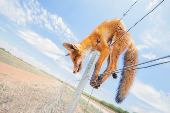 Close-up side view of a Red fox (Vulpes vulpes) shot dead and hanging from fence on a farm, Australia