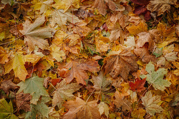 Colorful autumn leaves blanket the ground, showcasing a vibrant mix of textures and hues in a natural outdoor setting, evoking seasonal beauty